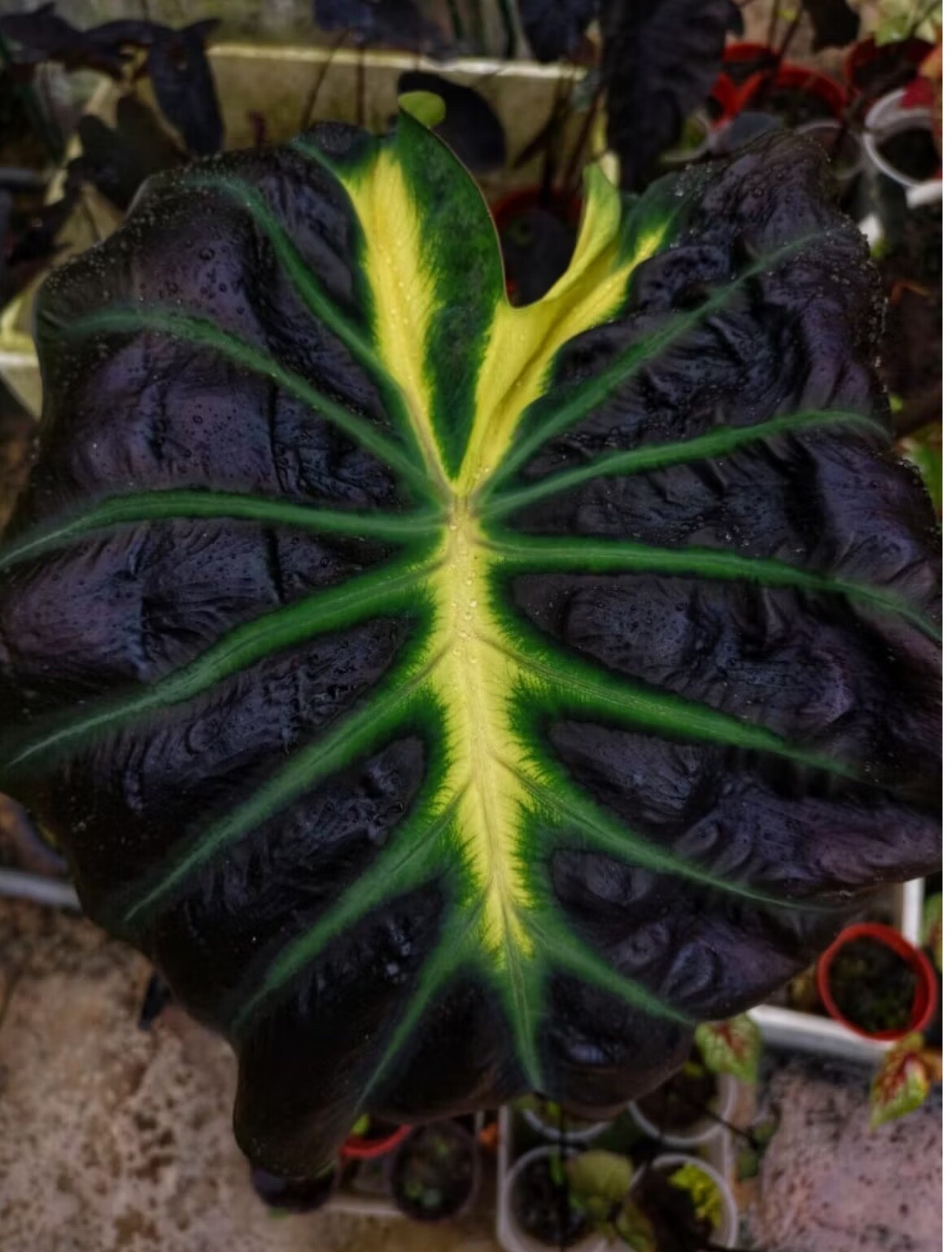 AUTHENTIC Colocasia Kraktii 1 bulbs
