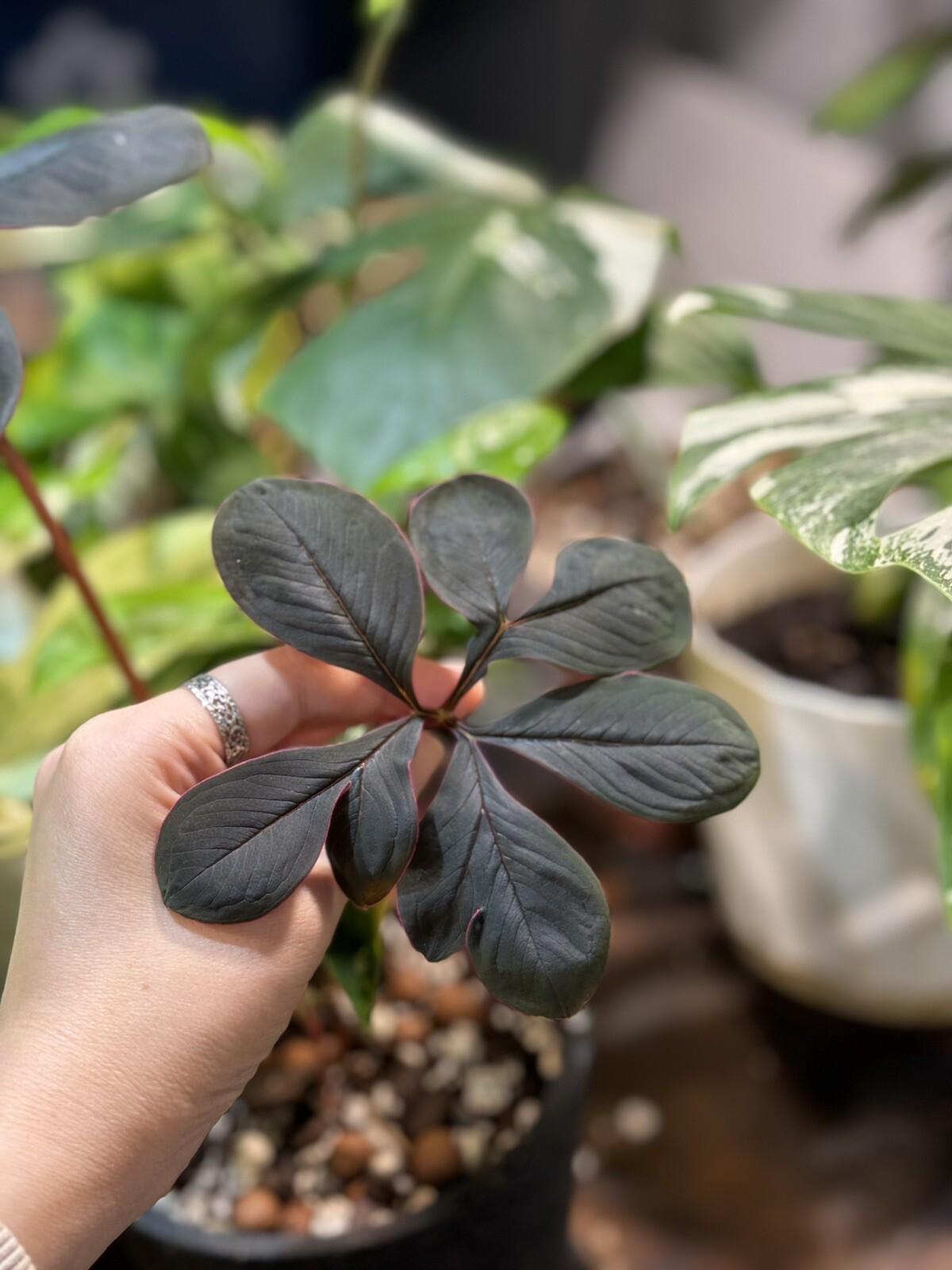 Amorphophallus atroviridis bulb caudex – tropical RARE plant
