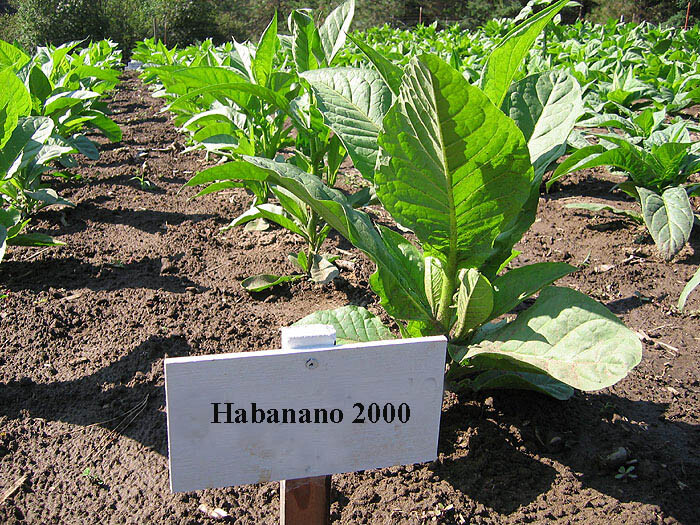 1000 Habano 2000 Tobacco Seeds ~ Heirloom ~ High Yield ~ Cigar Tobacco Seeds!