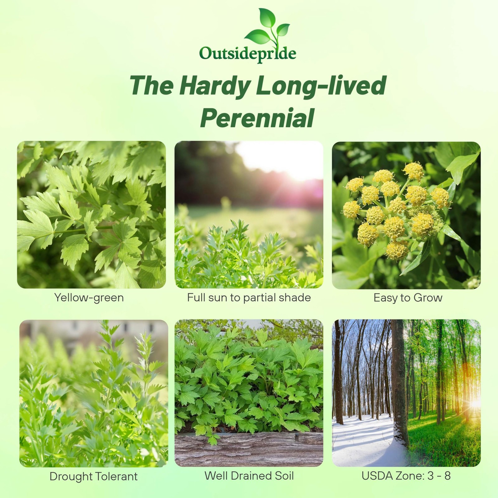 Drought-Tolerant Lovage Seeds – 1000 Pcs for Edible Gardens & Xeriscaping