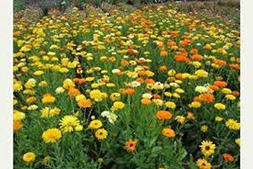 Calendula Seeds Fancy Mix 1 Lb Calendula Officinalis Non GMO Bulk Seeds