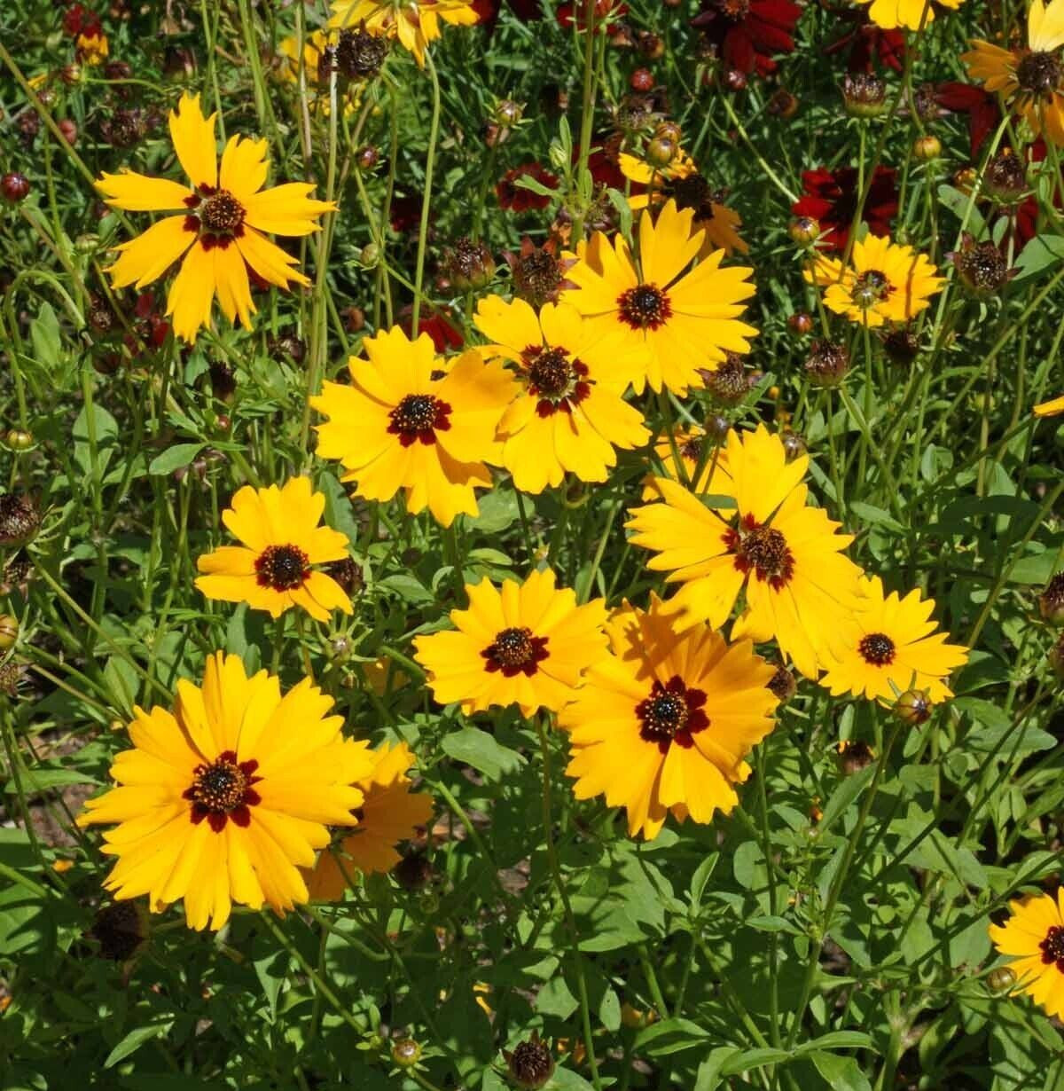 Golden Wave Tickseed Seeds 200+ Coreopsis Basalis Annual Flower USA FREE S&H