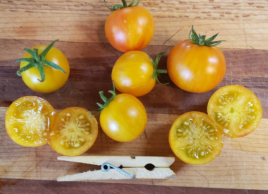 Big Sungold Cherry Tomato (25 Seeds) – similar to Sungold – medium size!