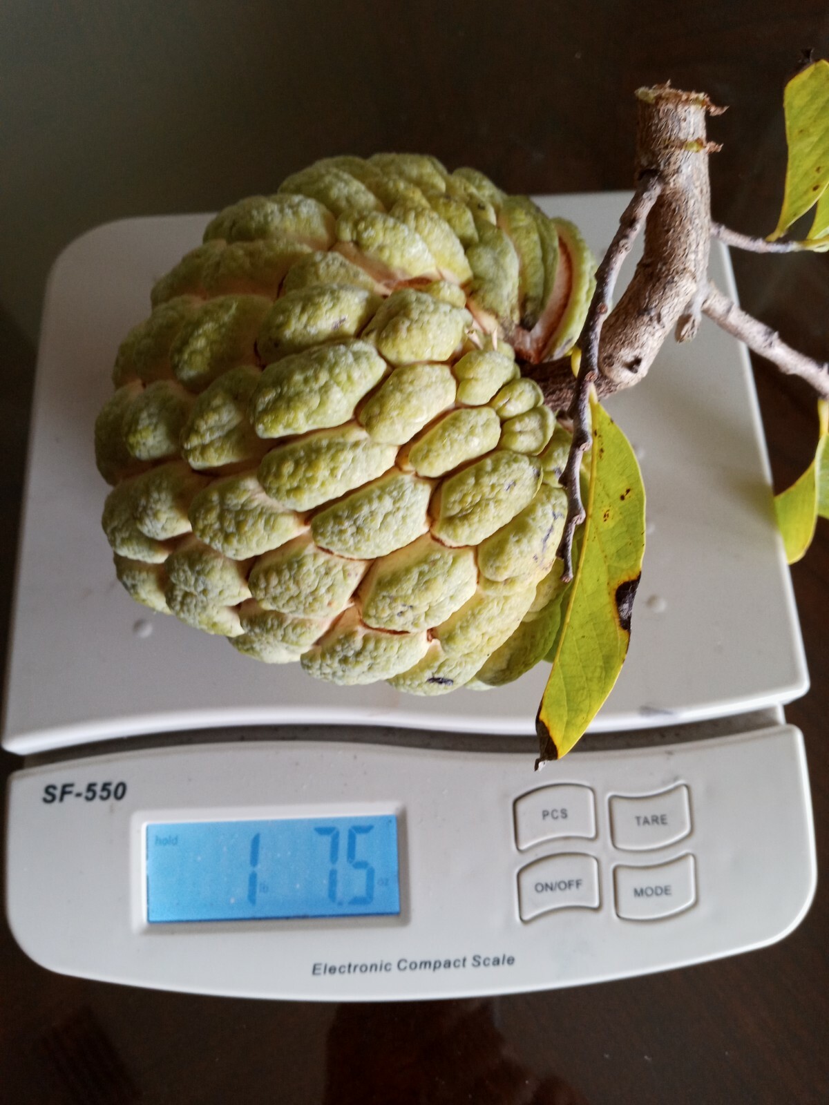 20 Organic Sugar Apple Seeds | Annona Squamosa Custard Apple | NON-GMO| 2024