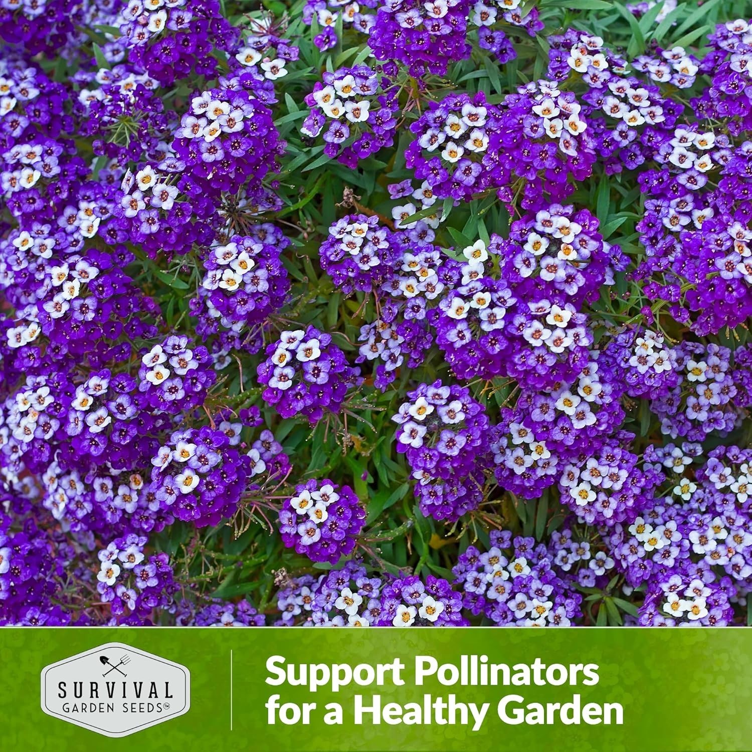 Self-Seeding Purple Alyssum Seeds – Heirloom Non-GMO with Extended Bloom Time