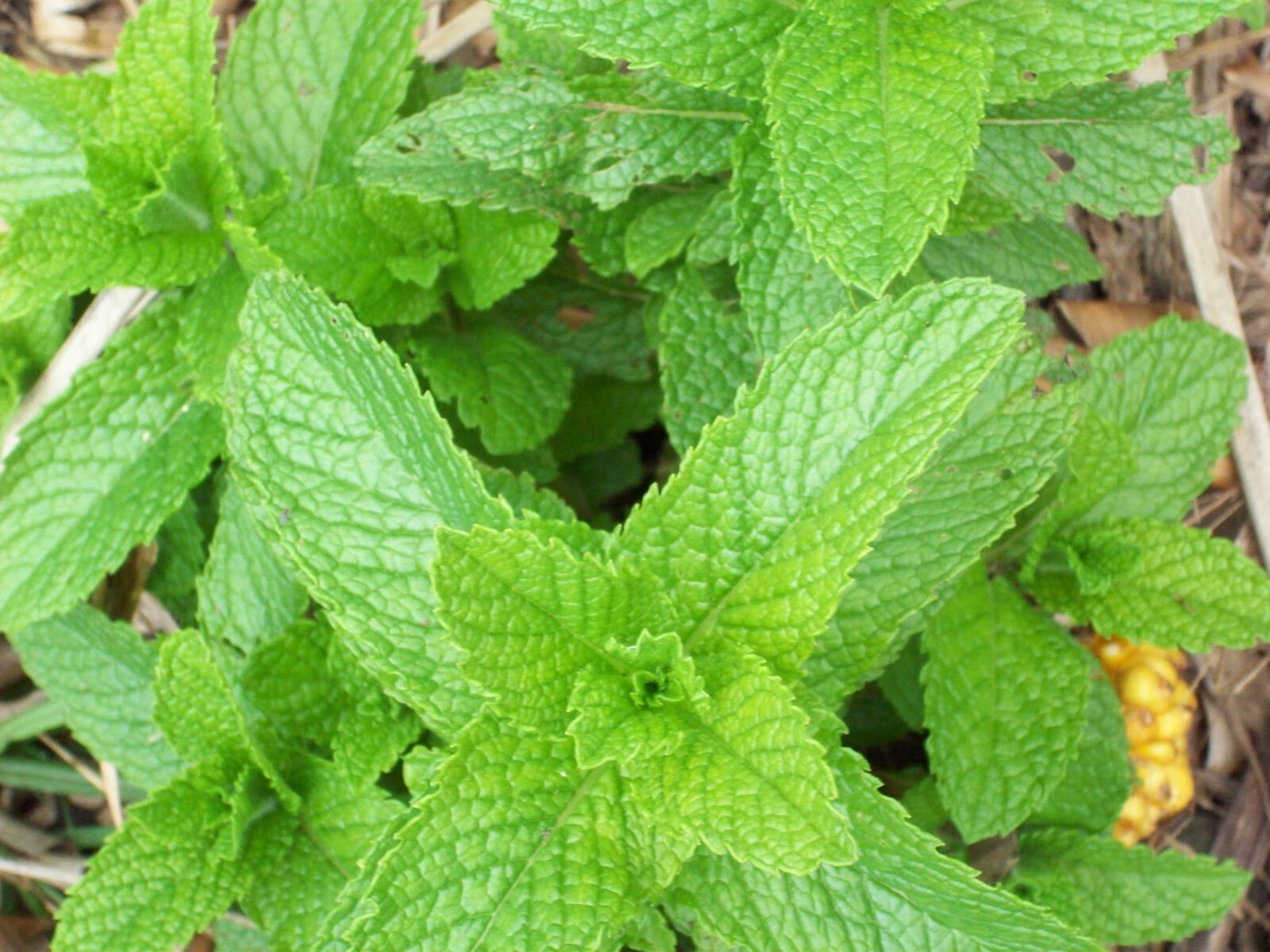 1500 SPEARMINT SEEDS Mentha spicata Mint Tea NonGMO
