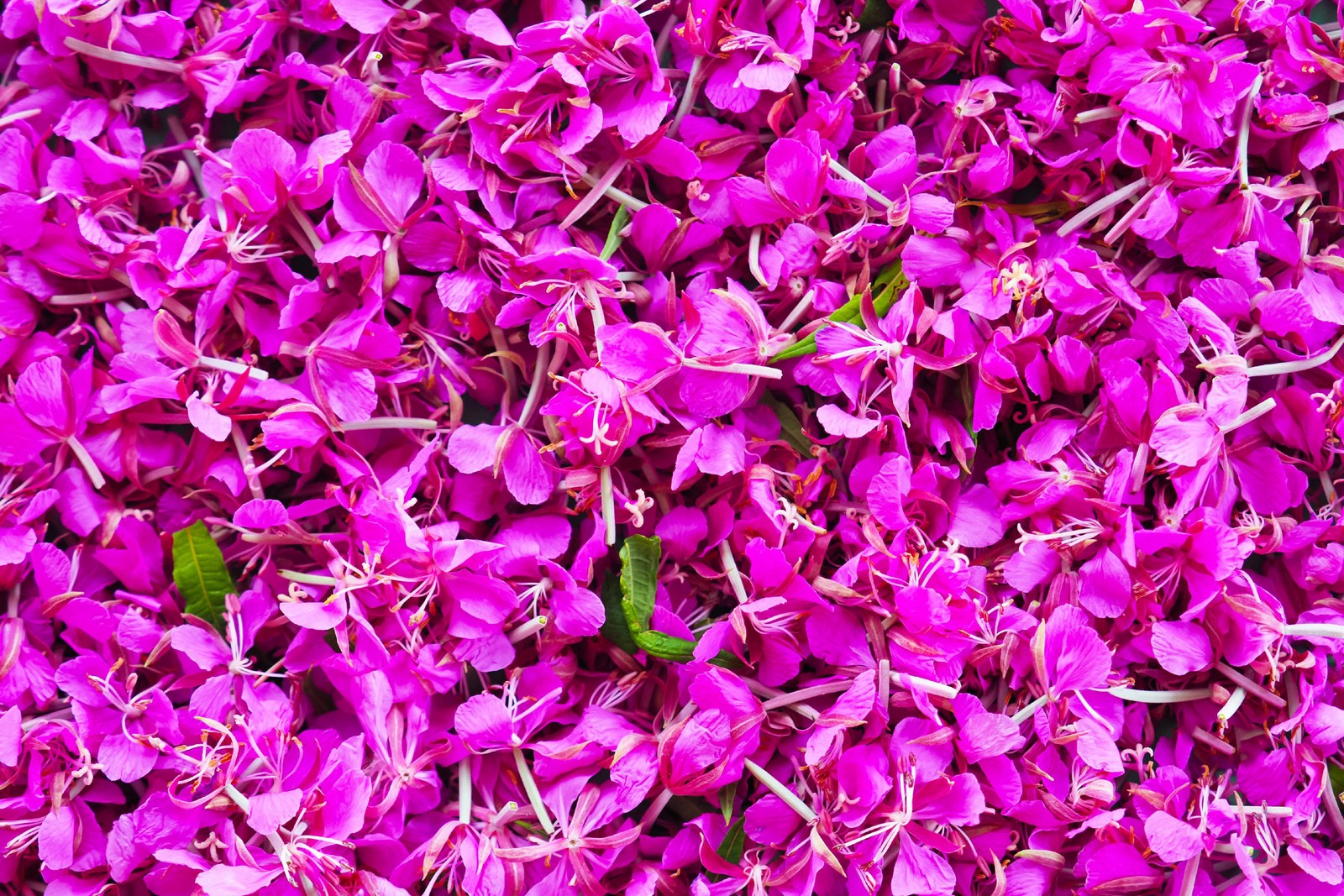 300 FIREWEED / ROSEBAY (Great Willowherb) Epilobium Angustifolium Flower Seeds