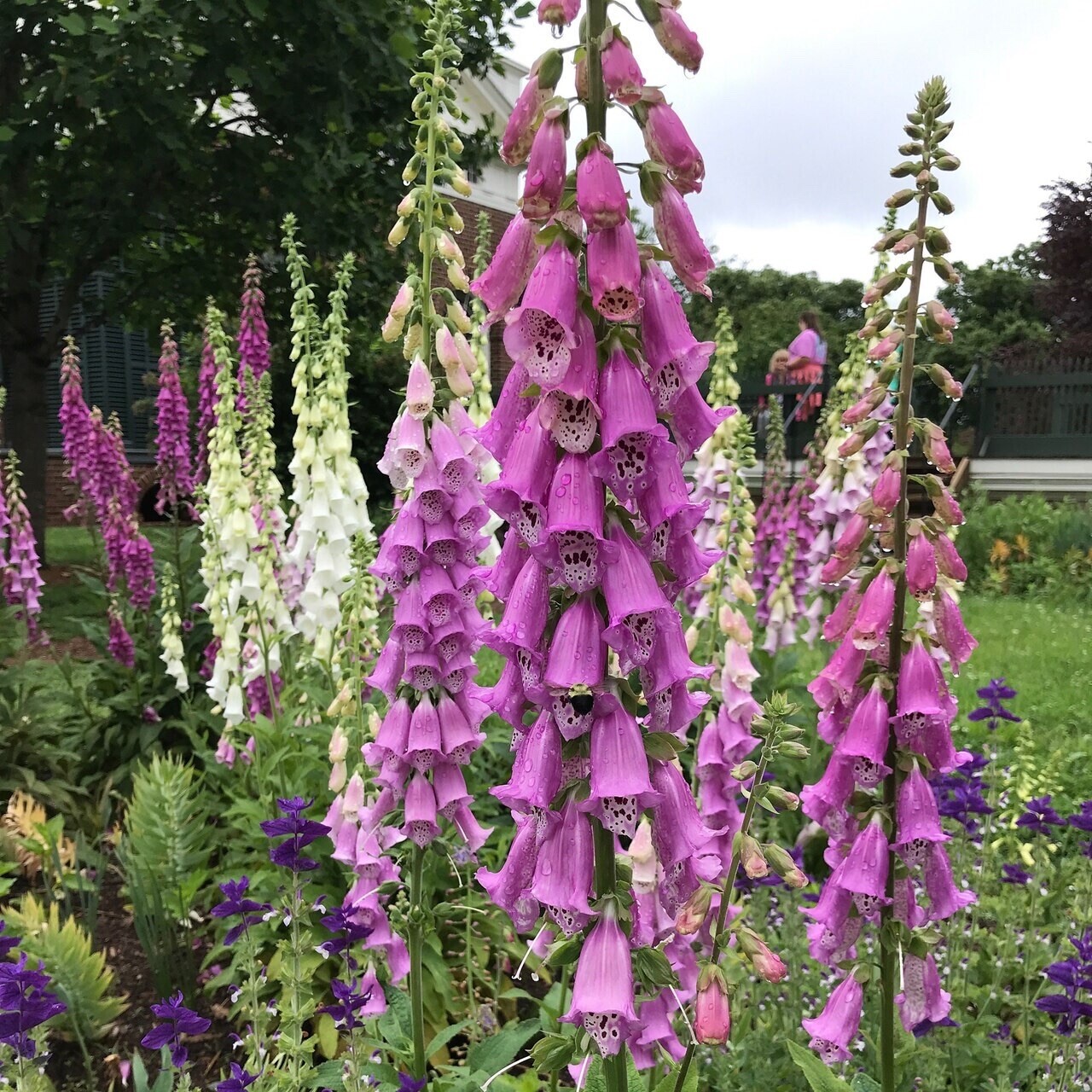 500 Purple Pink White Foxglove seeds Organic Home Grown Tall Flower Spikes Mixed