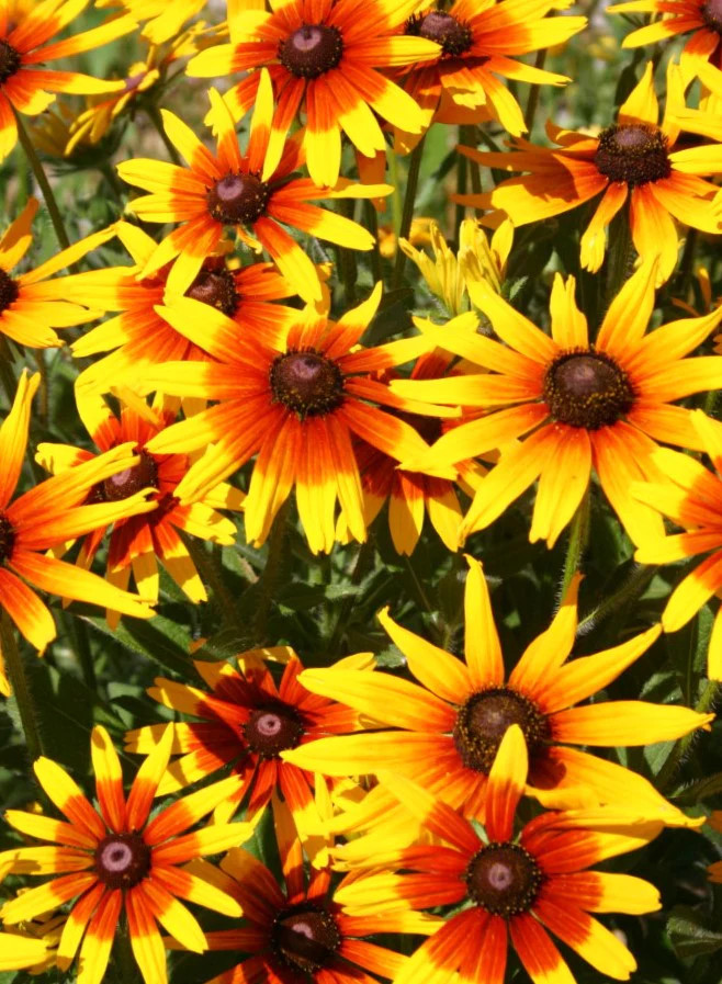 Gloriosa Daisy Flower Seeds | Rudbeckia Yellow Orange Perennial Flower Seed 2024