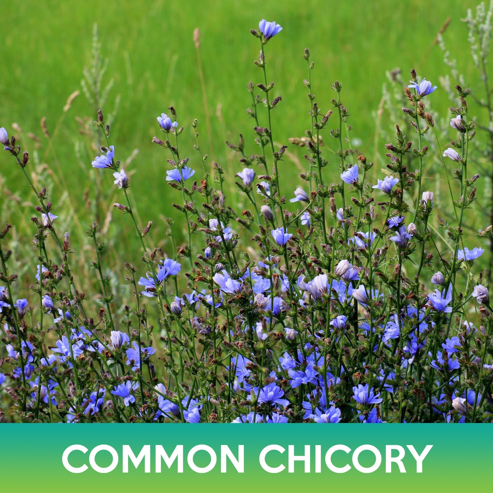Common Chicory Seeds, Cichorium intybus