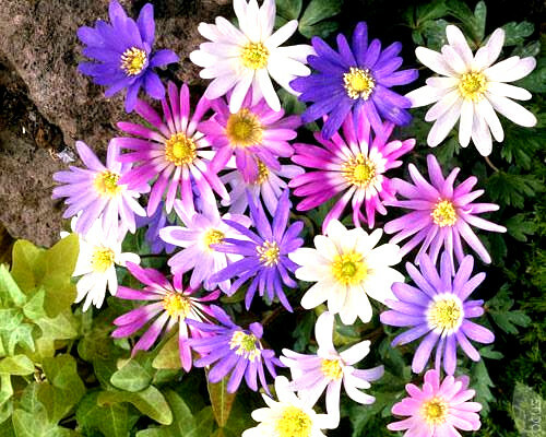 5 WINDFLOWER Anemone Flower Bulbs mixed color collection- Woodland gardens