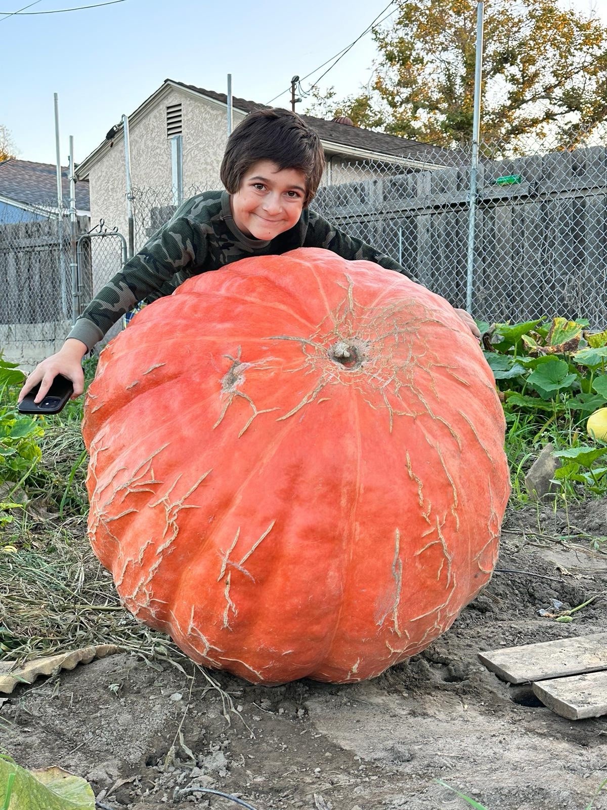 calabazas gigantes con más de 1000 libras paquete de 2 semilla por $28