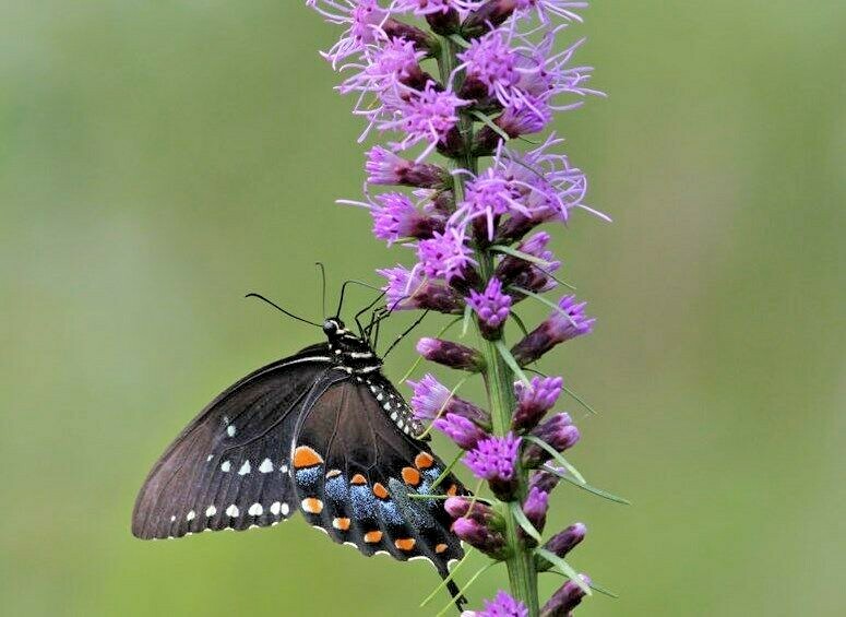 100+ MARSH Dense BLAZING STAR Seeds Gay Feather Native Wildflower Pollinators