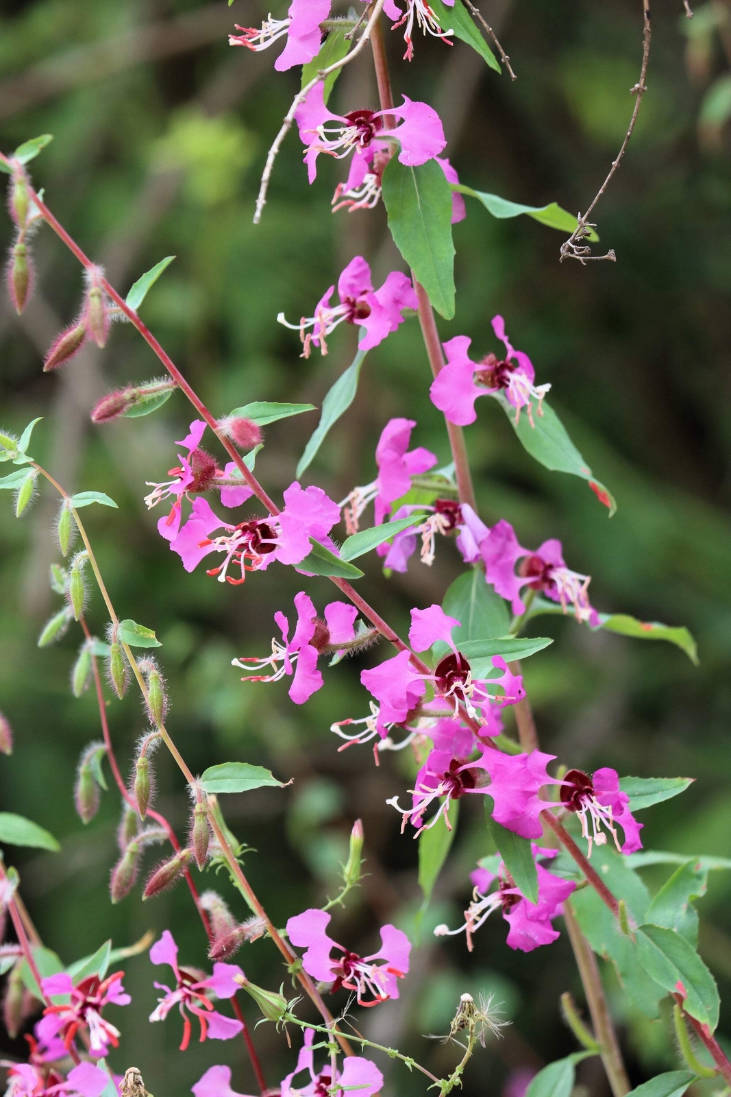 500 Mixed ELEGANT CLARKIA Mountain Garland Elegans Pink Purple Red Flower Seeds
