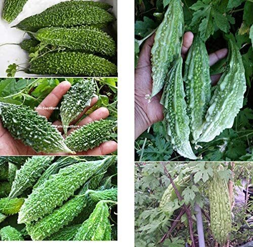 20++ India Hybrid Bitter gourd seeds/Bitter melon Kho Qua An do seeds