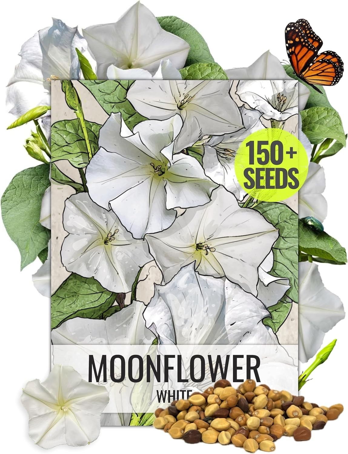 Moonflower 150+ Seeds Attract Pollinators with up to 6″ Blooms 1 Ounce Ipomoea