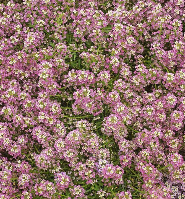 Landscaper’s Pack Alyssum DWARF CARPET BLEND Fragrant Groundcover 5000 Seeds!