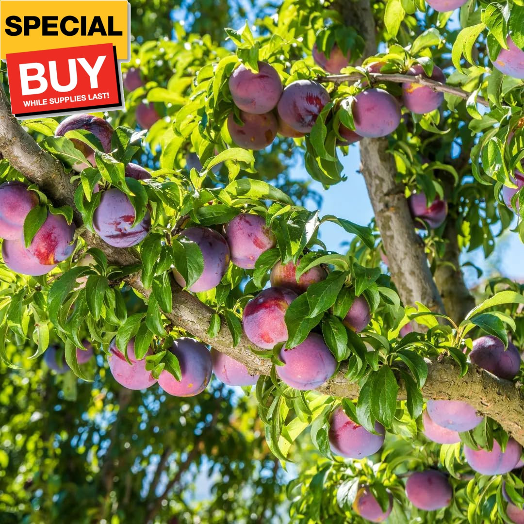 10+ Wild Plum Tree Fruit Seeds for Planting Outdoor-Perennial Native Prunus Amer