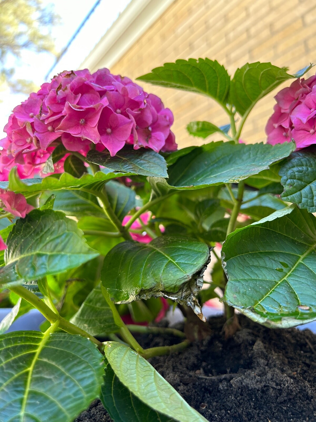 10 EXOTIC RARE HYDRANGEA SEEDS for garden flower beds plant bush USA SELLER USPS
