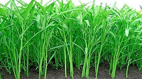 500 Ong Choy Seeds to Grow Very Healthy Water Spinach Ships from Iowa