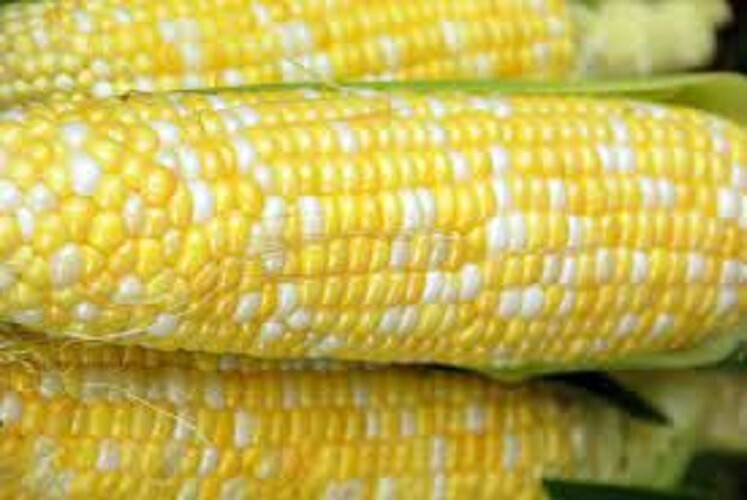 Premium Peaches N Cream Corn Seeds – SE – Sweetest Corn Ever! No isolation!