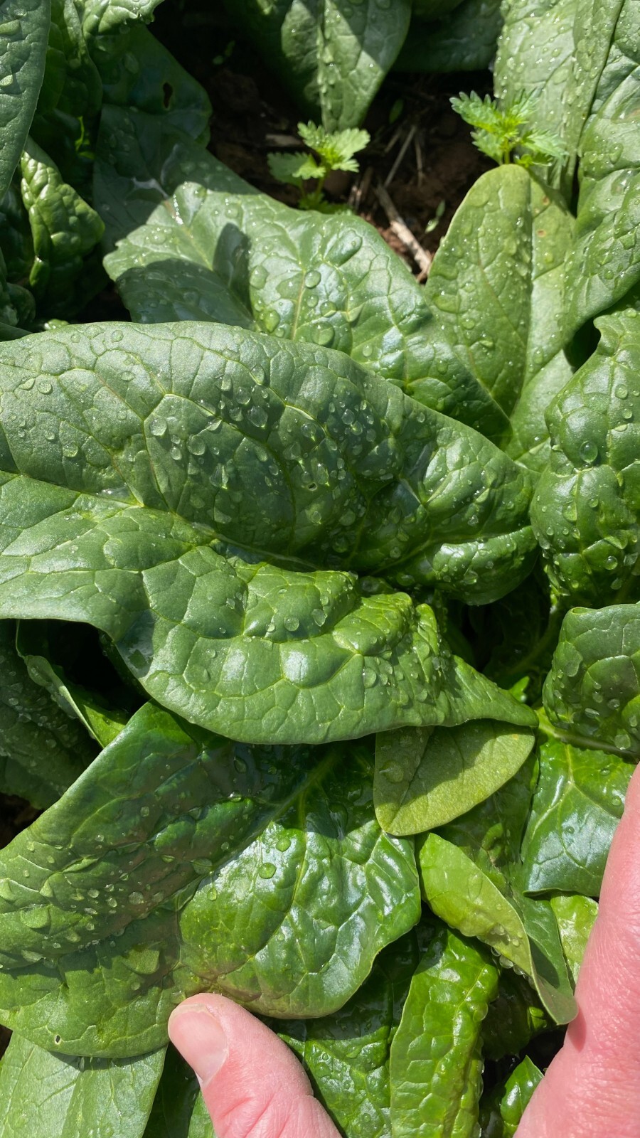Equinox Spinach Seeds: Grow Very Healthy Noble Water Spinach USA Organic Non-GMO