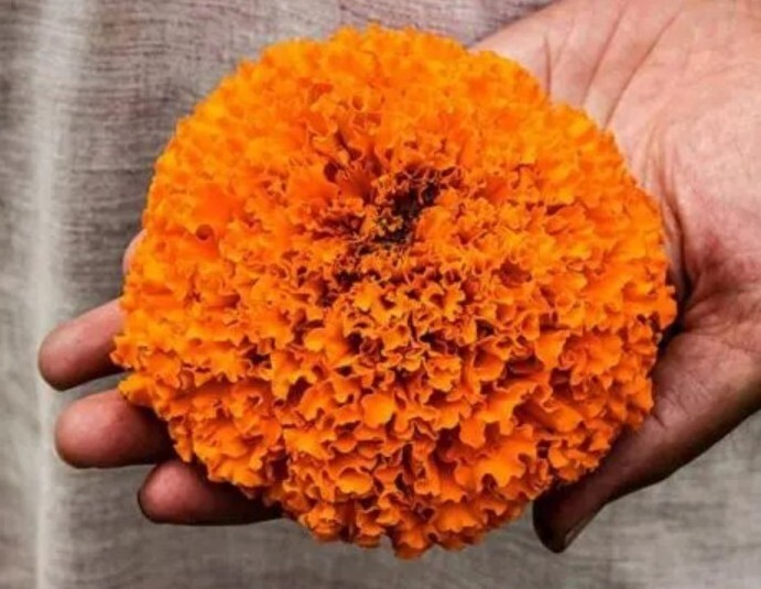 75+ Giant Crackerjack Hawaii Marigold seeds