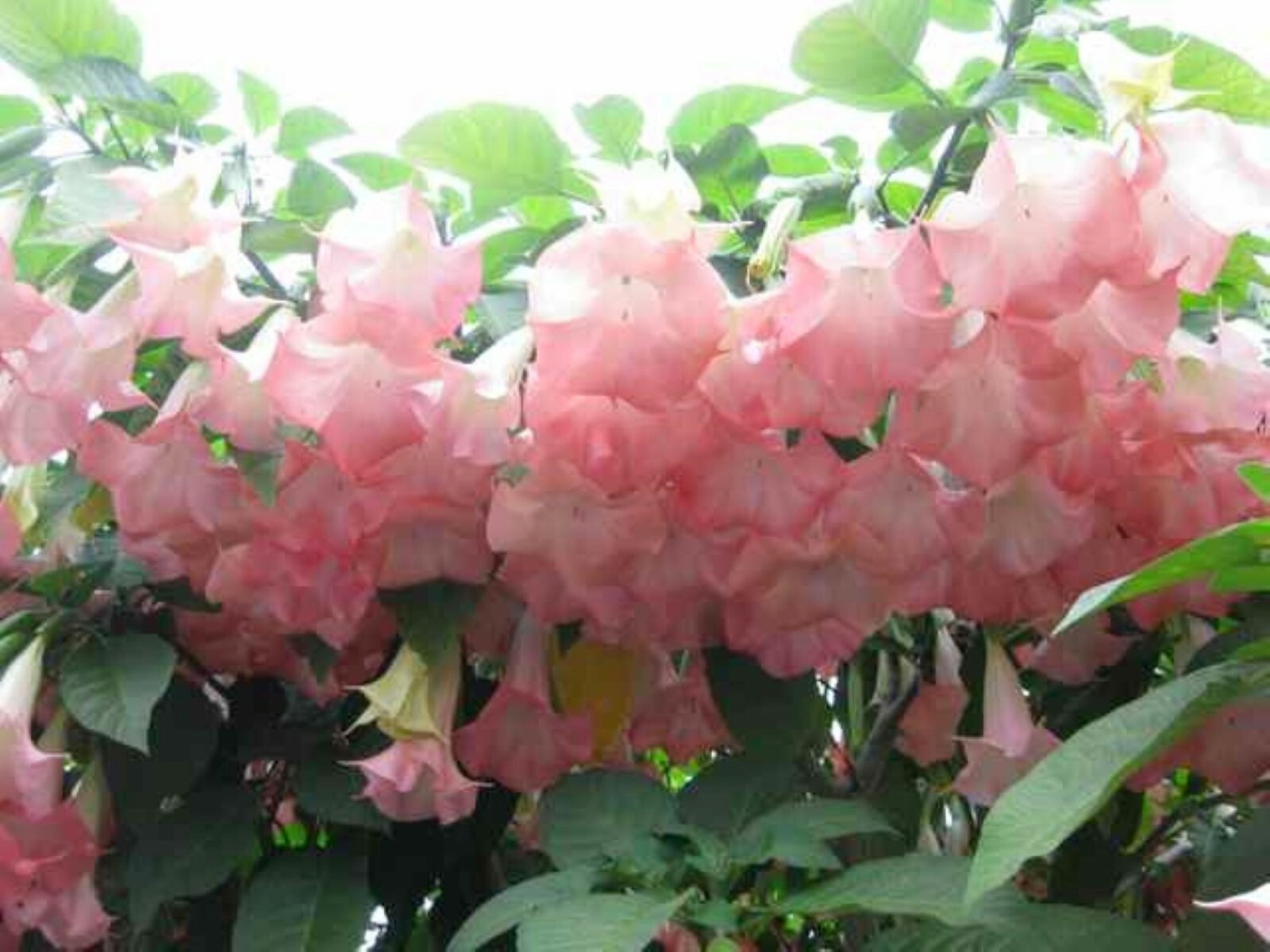 Pink Brugmansia, Angel Trumpet, Rooted Live plant 12-18 inches tall