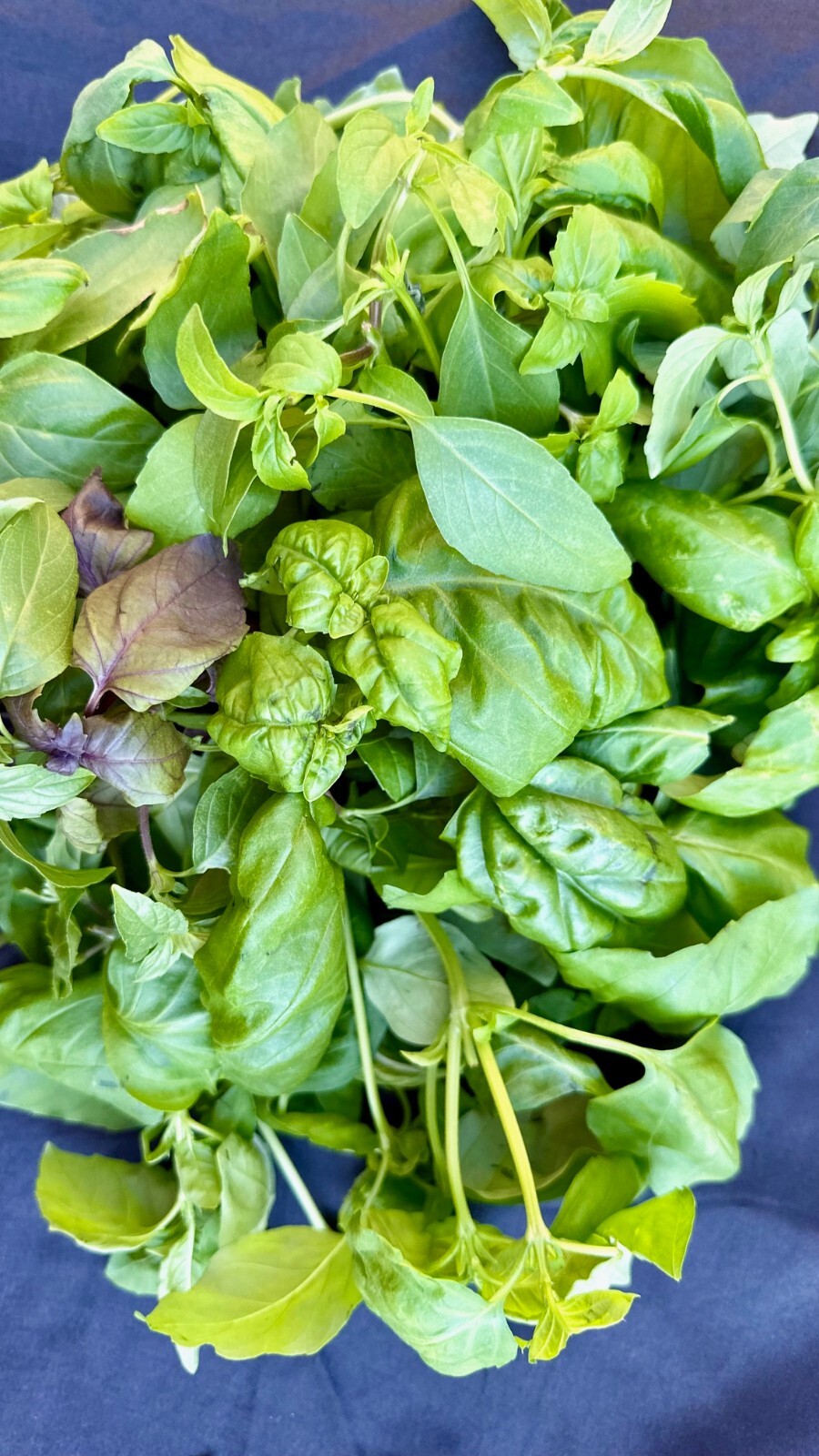 Two Pounds of Fresh Basil – Five Different Varieties