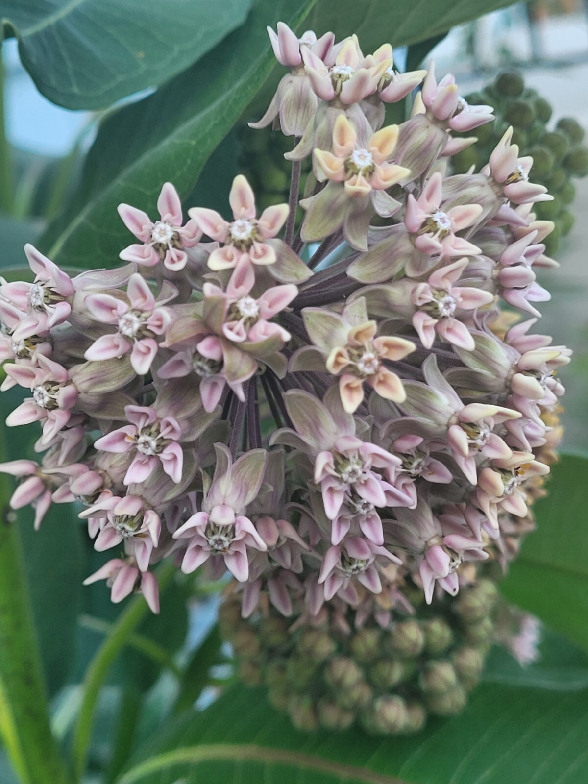 50 Seeds – Asclepias syriaca ‘Common Milkweed’ Perennial in Zones 3-9