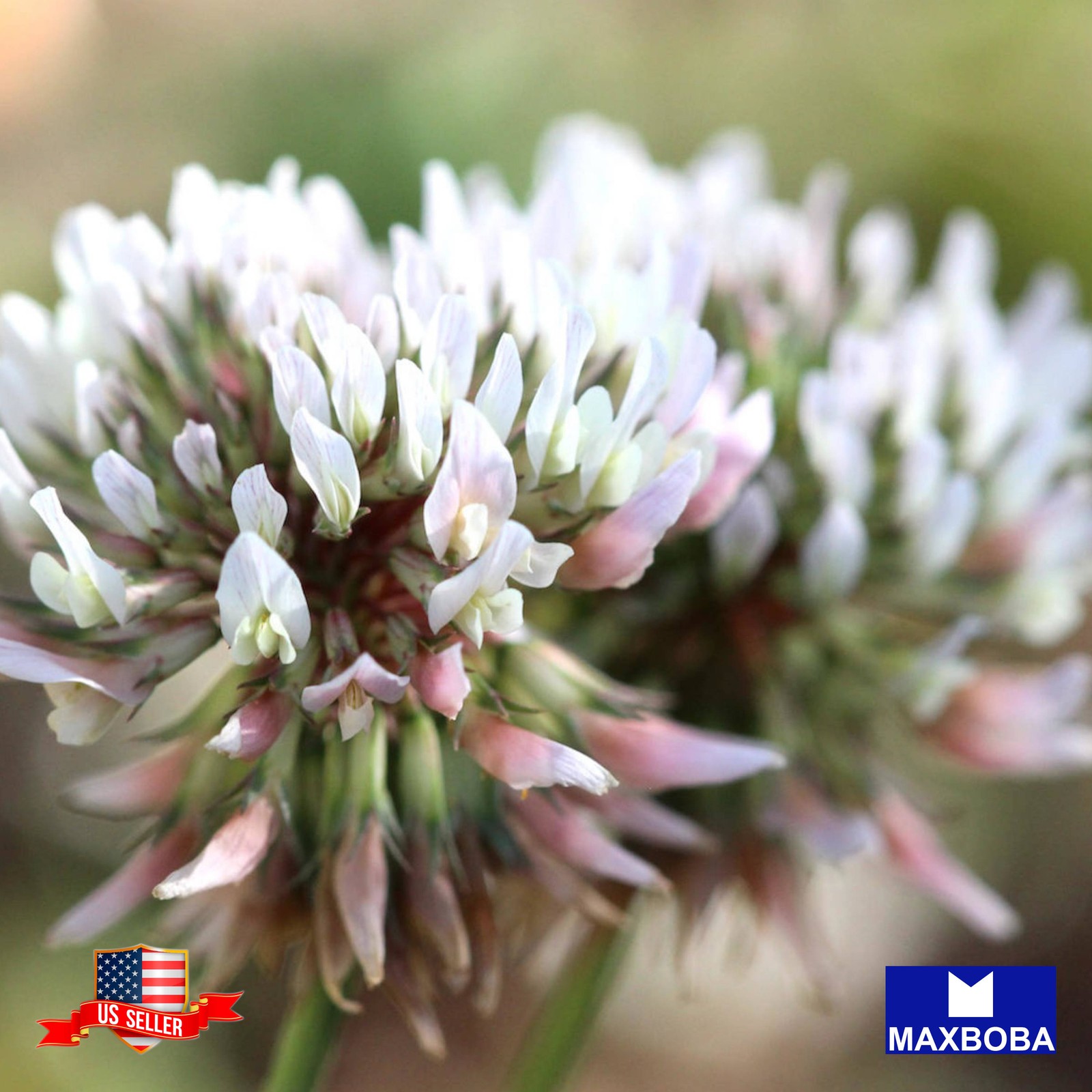 Fresh!! White Dutch Clover Perennial Cover Crop 4000 Seeds Non-GMO