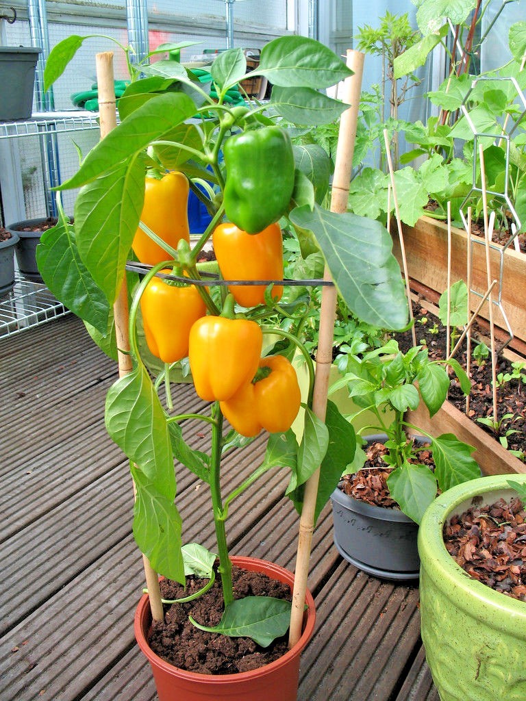 101+SUNBRIGHT Yellow Sweet BELL PEPPER Seeds Organic Vegetable Garden Container