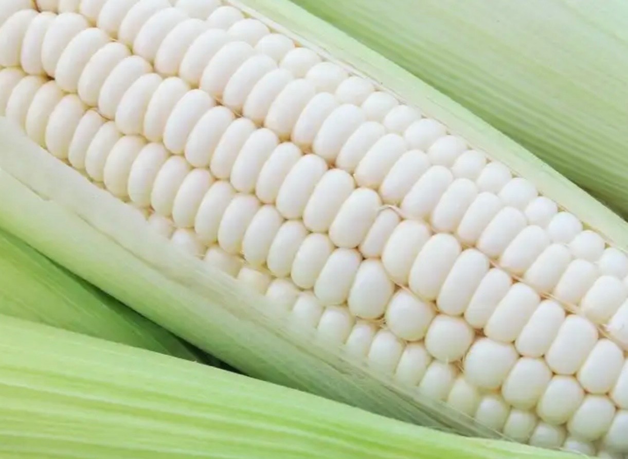 Silver Queen White Sweet Corn Seeds, F1 Hybrid Non-GMO Untreated, Fresh 2026 USA