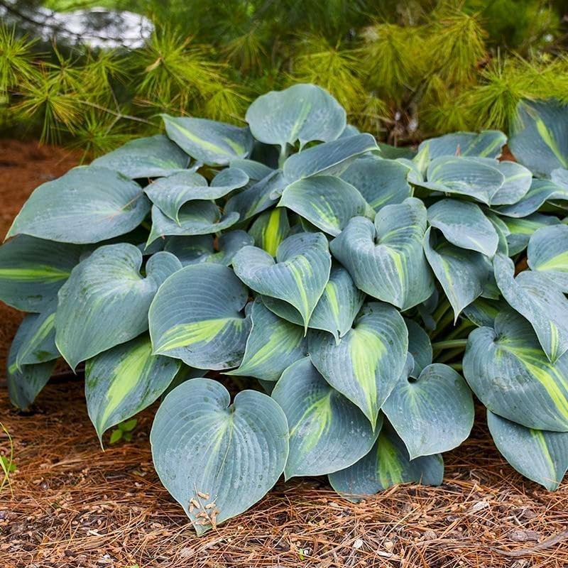 220+ Mixed Rare Hosta Seeds for Planting-Attract Pollinators Perennial Garden…