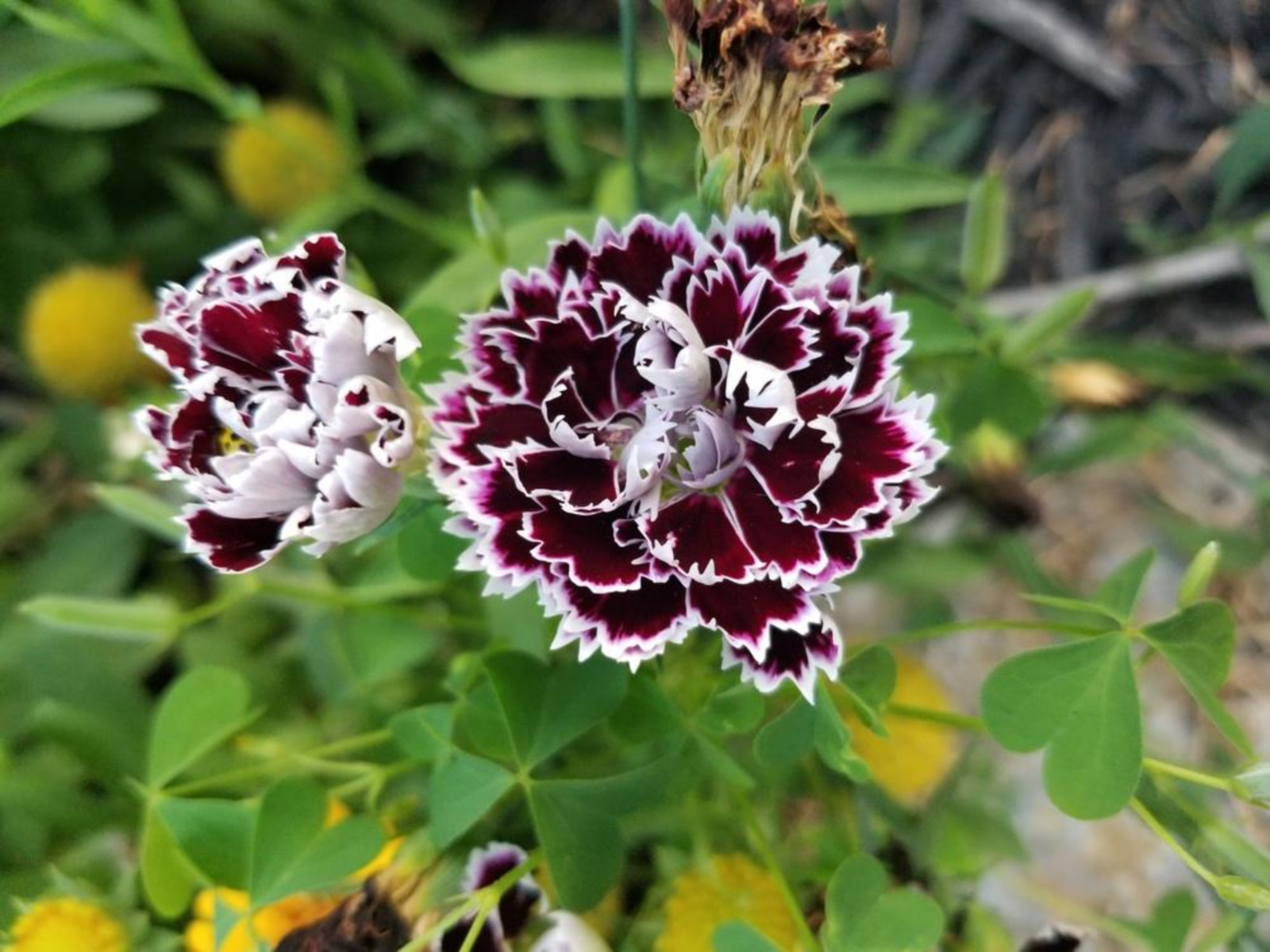 30 Seeds| China Pink ‘Black Velvet and Lace Carnations – Dianthus Flowers Seeds