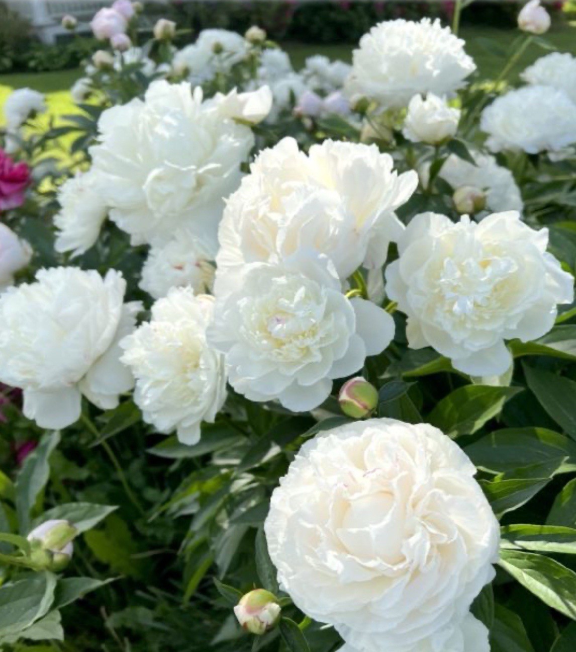 Double White Alba Peony Live Perennial Flower Bare Root Plant Full Sun US Seller