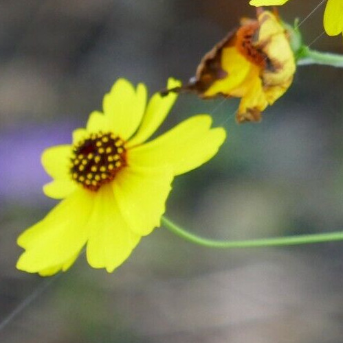 Leavenworth’s Tickseed Seeds (Coreopsis leavenworthii) ✤ 1000 Seeds ✤ Bulk