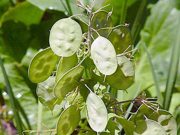 Flowe Seed: Lunaria Money Plant Seeds 25 Seeds Fresh Seed FREE SHIPPING