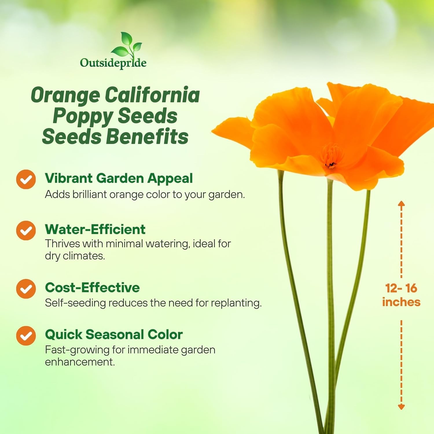 5000 Seeds Orange California Poppy Seeds For Planting | Eschscholzia Wild