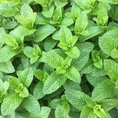 Premium Spearmint Herb – +200 Fresh Seeds So many uses – 20% off 3 or more items