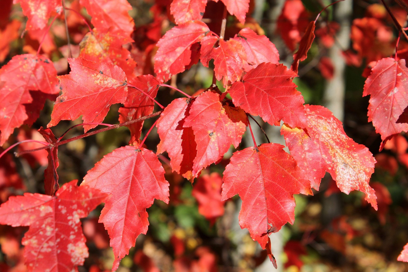 20 Tartarian FLAME MAPLE TREE Red Acer Tartaricum Seeds