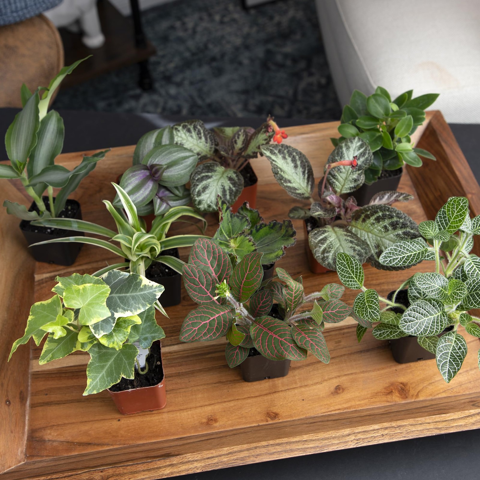 Easy to Grow Houseplants (12 Pack) Live House Plants in Plant Containers, Gro…