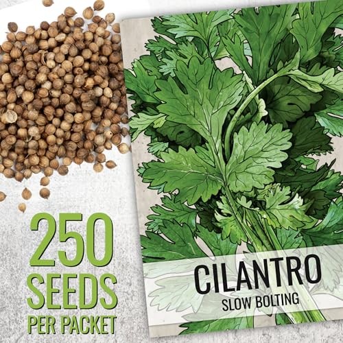Coriander Seeds for Planting Culantro & Cilantro – Non-GMO Cilantro / Culantro