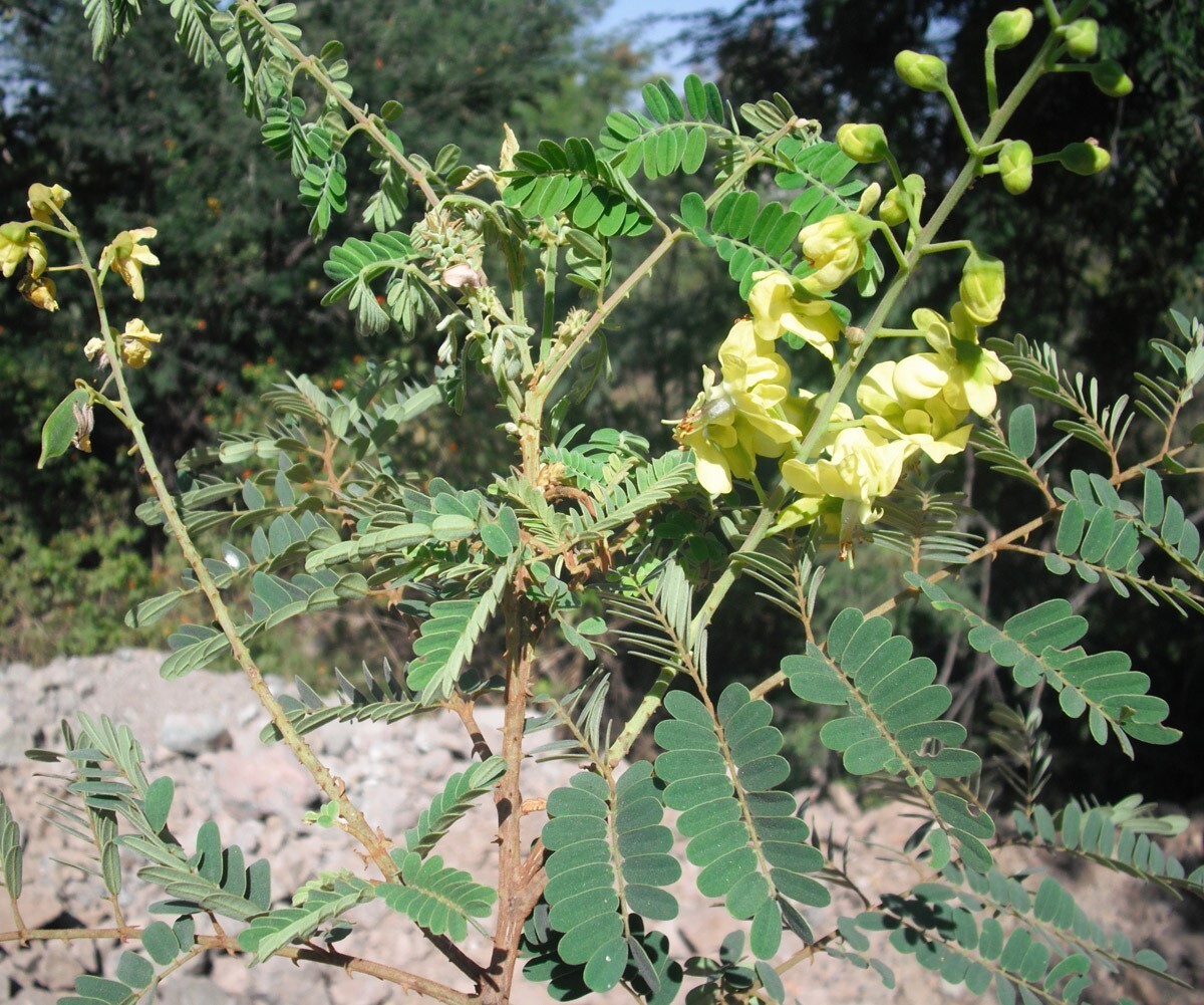 Caesalpinia Decapetala 10 Seeds, Biancaea Shrub Mysore Thorn Cat’s Claw