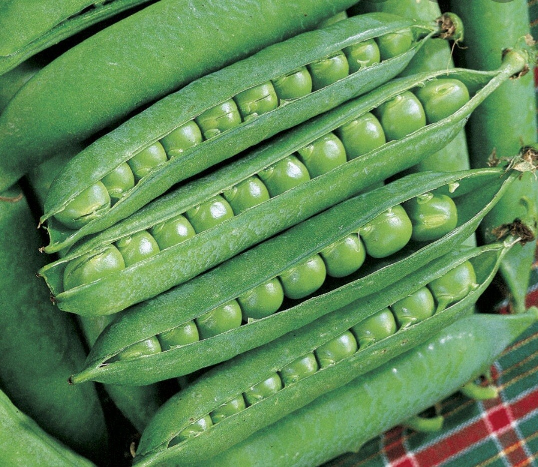 1/2 Pound (Approx. 1100 Seed) Green Arrow Garden Pea Heirloom Non GMO