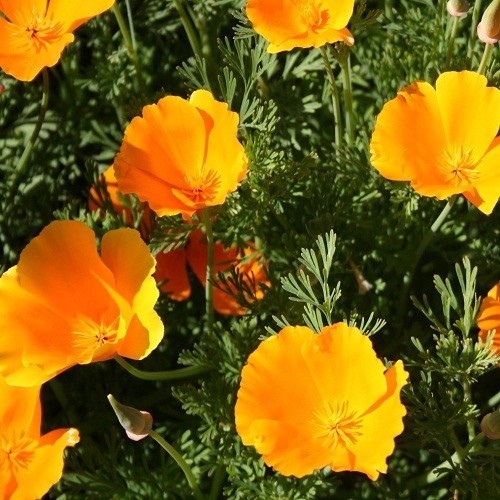 Classic Orange California Poppies Eschscholzia californica Fresh Ready To Plant