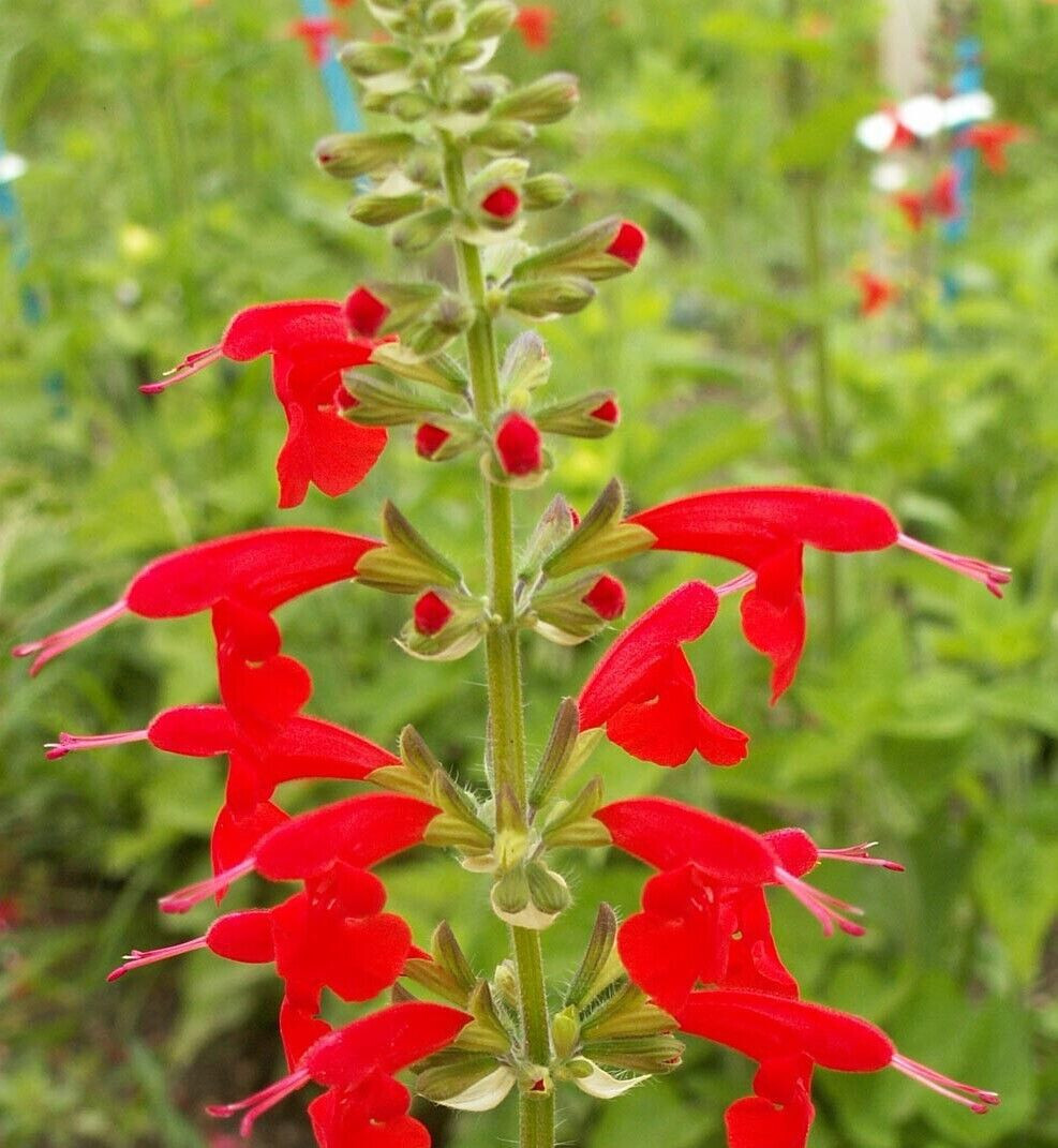 Sage RED SCARLET SALVIA Annual, Perennial Hummingbird Flowers Non-GMO 300 Seeds