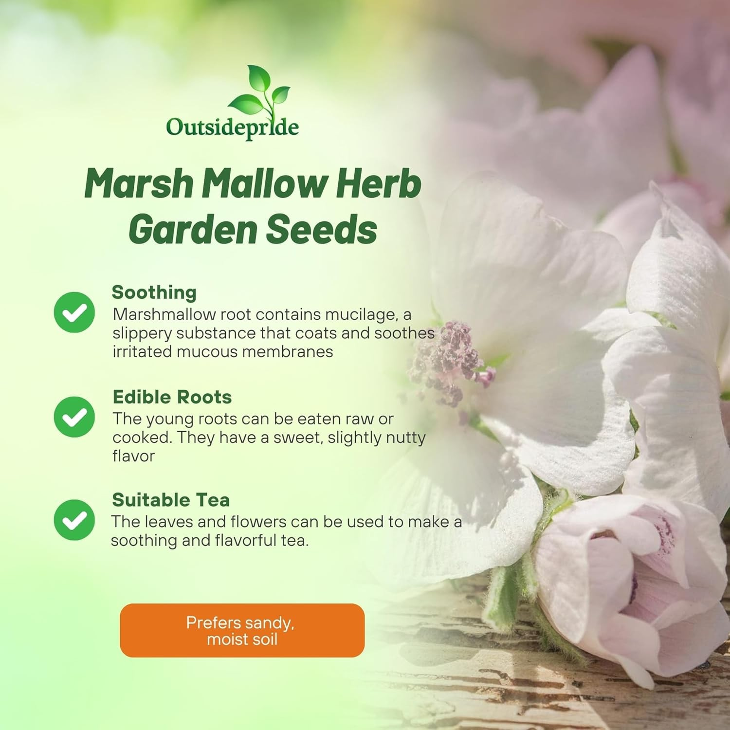 1000 Seeds Marsh Mallow Seeds For Planting – Althaea Officinalis Herb Seeds
