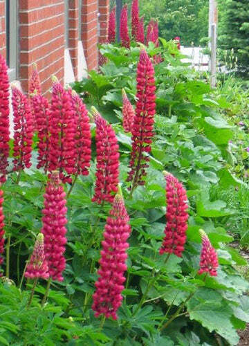 Lupinus polyphyllus | My Castle | Scarlet Red | 10 Seeds