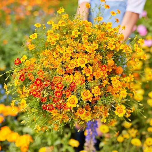 Signet Marigold STARFIRE MIX 12″ Beneficial | Cutting Garden! Non-GMO 200 Seeds!